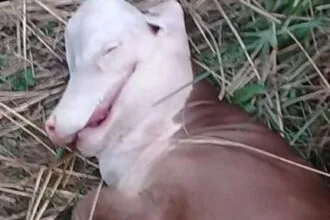 Foto | Nació un ternero con cara de perro en un paraje de Corrientes