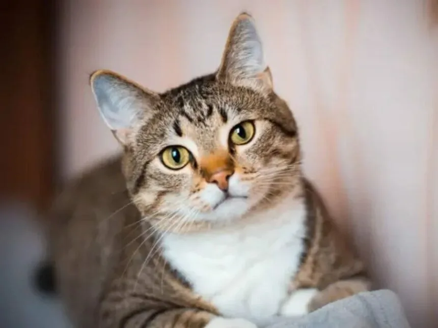 Día del Gato: ¿por qué se celebra el 20 de febrero?
