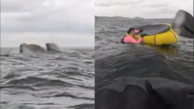 De película: una ballena jorobada tragó a un joven y después lo expulsó