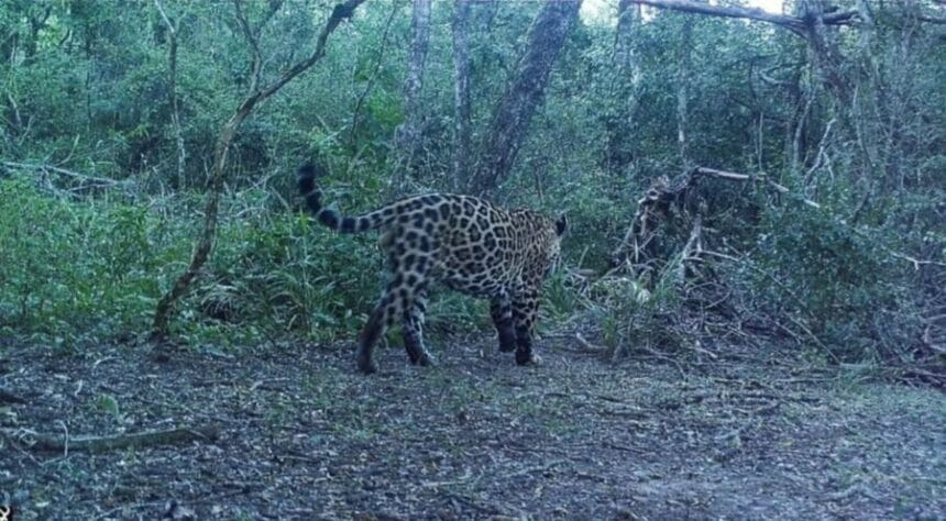 Registran un nuevo yaguareté en el Parque Nacional Río Pilcomayo