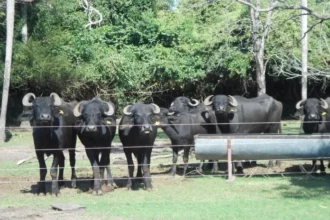 Mejoran la composición nutricional de la leche y queso de búfalas alimentadas con aceites de girasol y de pescado