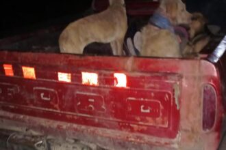 CHACO: Cinco Infractores Detenidos Con Carne De Caza Ilegal En Colonia Los Gansos