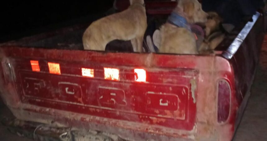 CHACO: Cinco Infractores Detenidos Con Carne De Caza Ilegal En Colonia Los Gansos