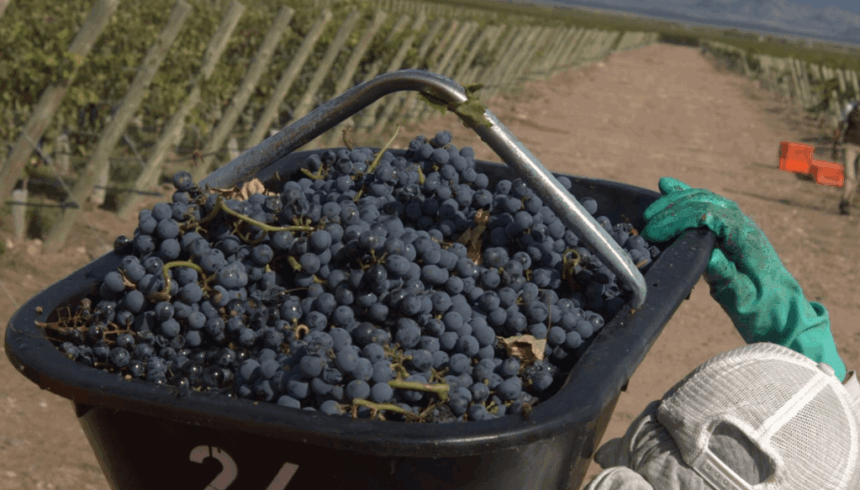 El INTA consolida una alianza estratégica para fortalecer la vitivinicultura y el arraigo rural en Mendoza