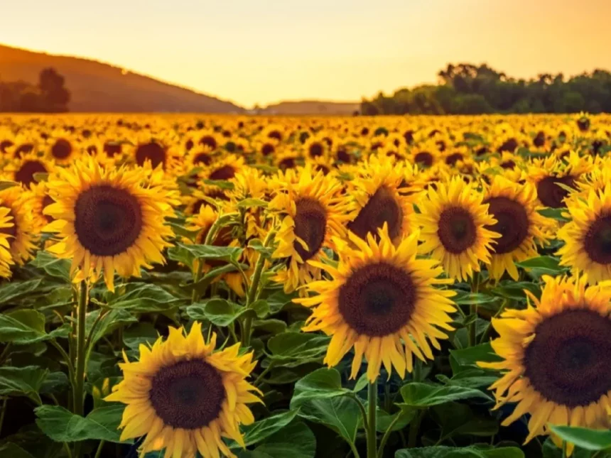 El girasol argentino vive una campaña histórica entre récords y desafíos
