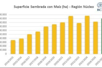El maíz se recupera: expectativas renovadas para la campaña 2025/26