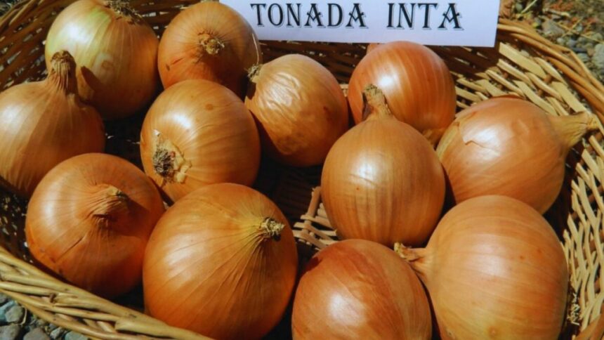 Tonada INTA: la nueva variedad de cebolla que promete rendimiento y calidad