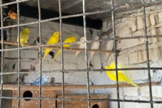 CASTELLI: Allanan Una Casa En La Que Tenían Más De 100 Aves En Cautiverio