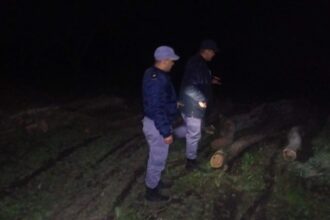 CHACO: Secuestran Ocho Toneladas De Madera Talada Ilegalmente
