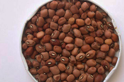 Con biotecnología se busca potenciar la legumbre que puede cambiar la agricultura familiar del NEA