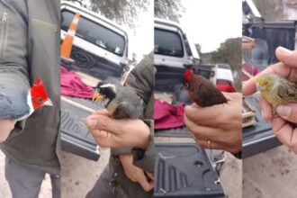 CHACO: Rescataron aves silvestres que eran trasladadas ilegalmente en un ómnibus