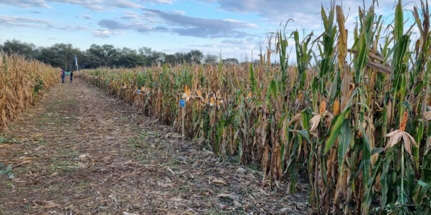 Avance de cosecha en Argentina: maíz con buen ritmo en general y sorgo con disparidades regionales
