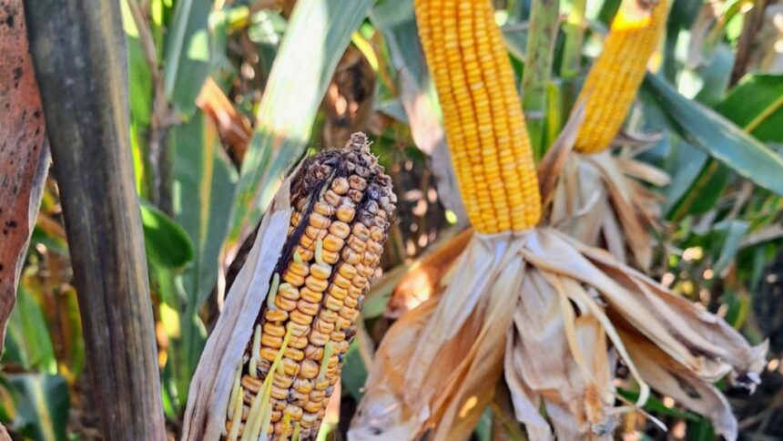 Chicharrita del maíz: comienza una nueva etapa de seguimiento en 14 provincias