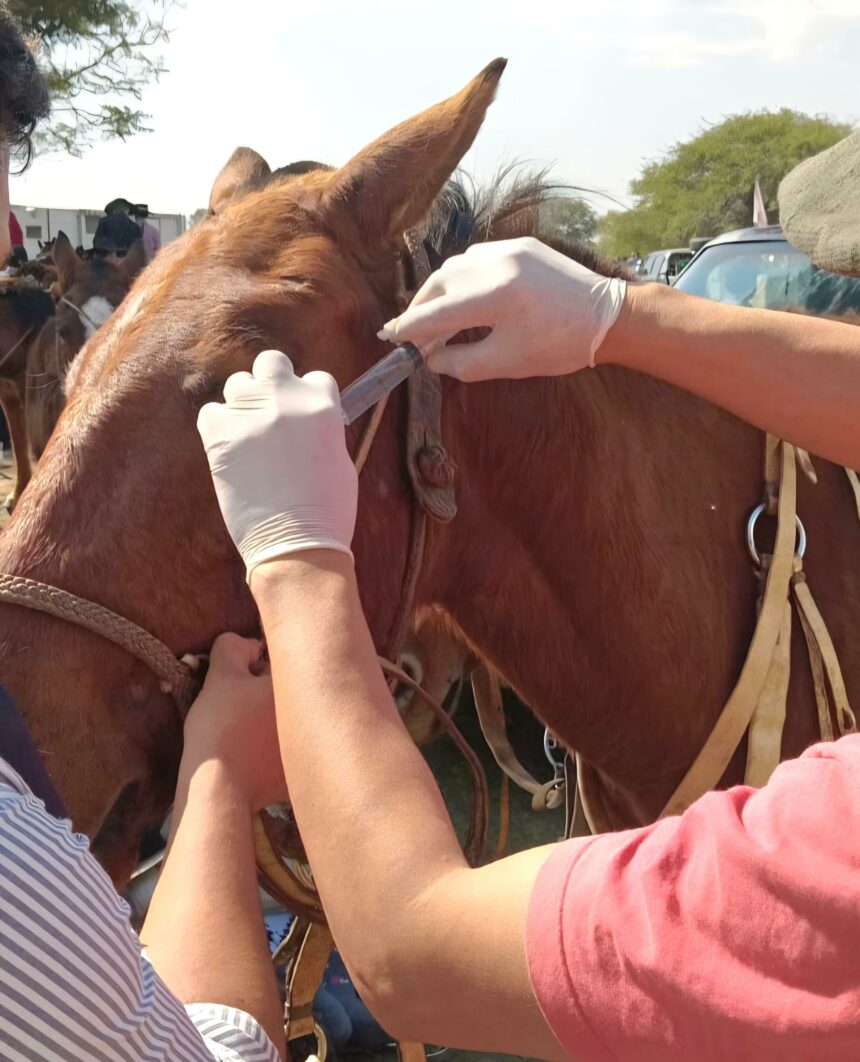 El Programa Provincial “dejando Huellas” Acompañó Con éxito La Cabalgata De La Fe