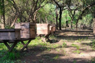 Gran Noticia: Chaco Lidera La Producción De Miel Orgánica En La Argentina