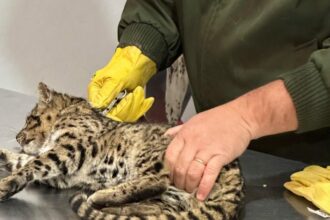 CHACO: Personal del Servicio Veterinario De Gendarmería, Asistió a un Gato Montés que se encontraba Herido