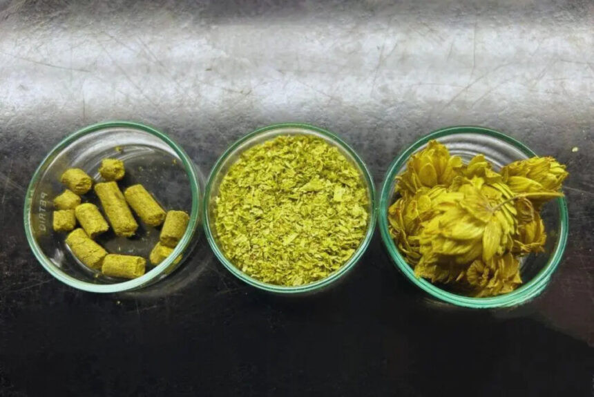 Innovación Argentina desde el INTA: lúpulo nacional para impulsar la cervecería artesanal