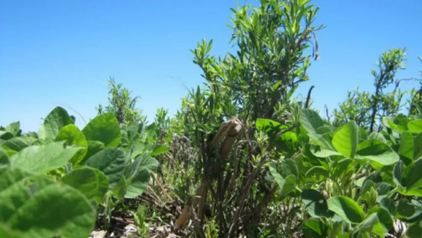 Labranza ocasional: una estrategia contra malezas que la ciencia desaconseja