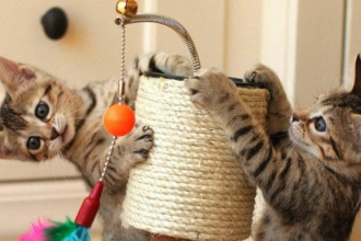 Los nombres de gato más elegidos en Argentina, según la Inteligencia Artificial