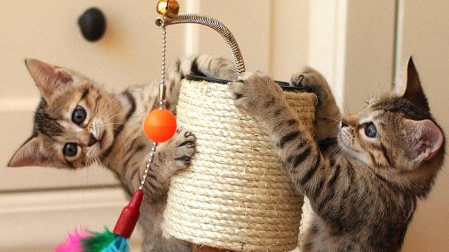 Los nombres de gato más elegidos en Argentina, según la Inteligencia Artificial