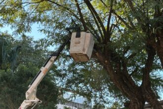 Más Luz, Más Seguridad: Secheep Y El Municipio De Resistencia Avanzan Con La Poda Responsable