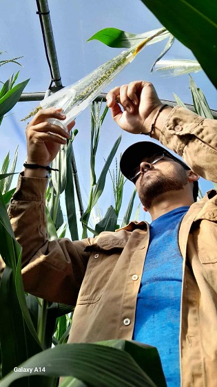 Estudiante de Agronomía  identificará procesos que ayuden al cultivo de maíz a tolerar condiciones climáticas extremas