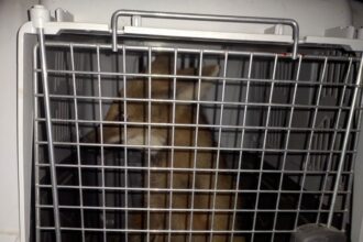 CHACO:  Rescataron A Un Aguará Guazú En Cercanías Del Aeropuerto