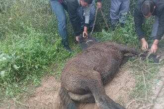 CASTELLI: Rescatan Potrillo Que Había Caído En Un Pozo