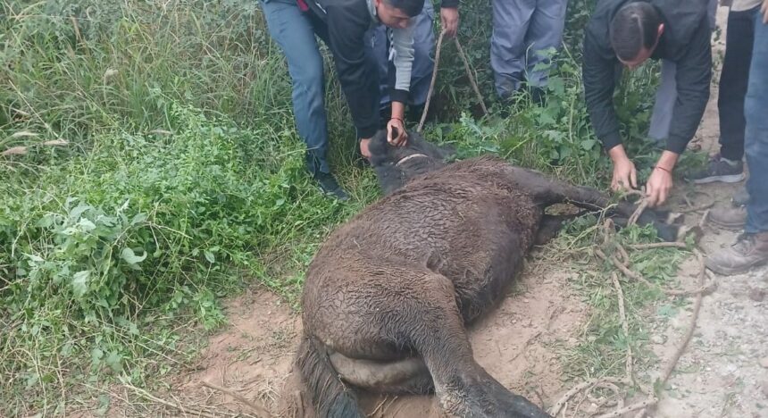 CASTELLI: Rescatan Potrillo Que Había Caído En Un Pozo