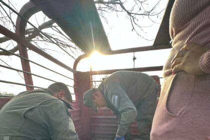 Gendarmería incautó 172 kilos de cocaína en un camión jaula en Chaco: hay cinco detenidos