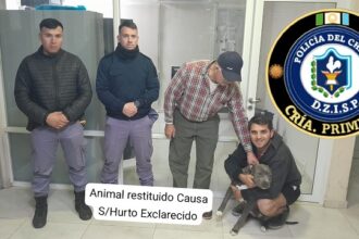 SAENZ PEÑA: Intentaban Vender Un Pitbull Sustraído Y Fue Devuelto A Sus Dueños