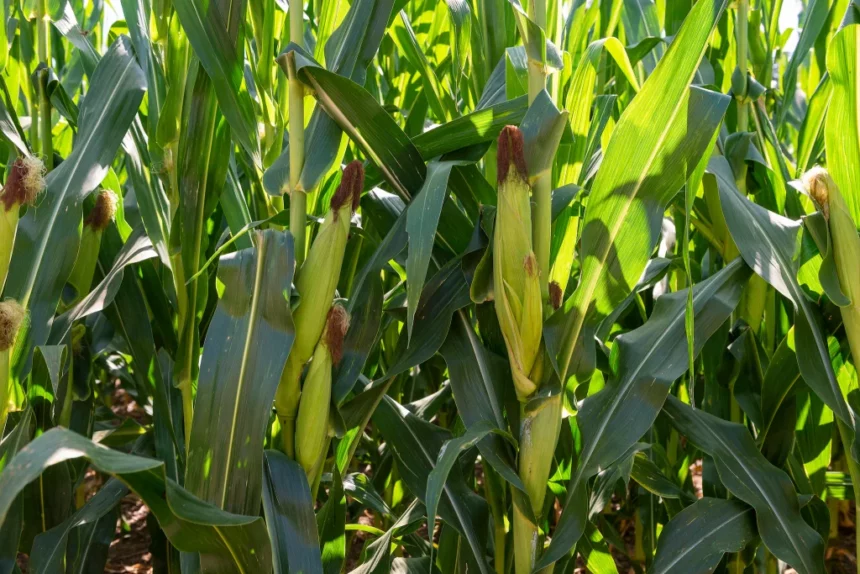 El INTA identifica un nuevo protagonista en el achaparramiento del maíz: el fitoplasma “Candidatus Phytoplasma zeae”