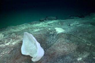 Hasta cuándo se puede ver el streaming del Conicet en el fondo del mar: la fecha final de la expedición