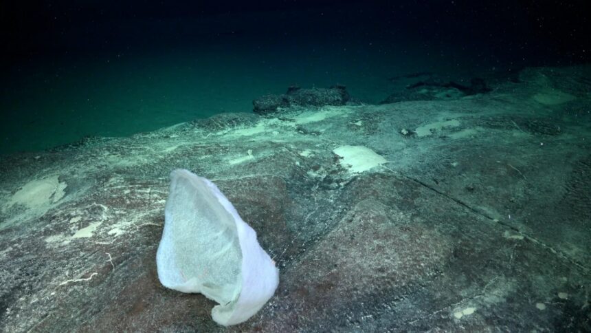 Hasta cuándo se puede ver el streaming del Conicet en el fondo del mar: la fecha final de la expedición