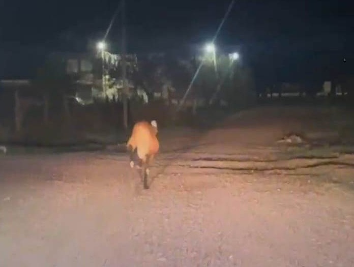 CHACO: Un Aguará Guazú Apareció En Un Hotel De Resistencia