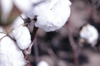 Algodón: Se Abre Inscripcion Para La Campaña 2025-2026