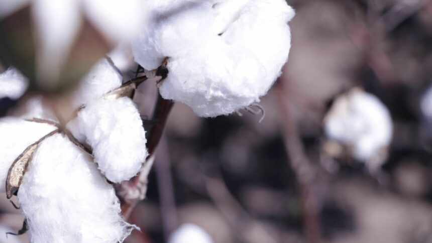 Algodón: Se Abre Inscripcion Para La Campaña 2025-2026