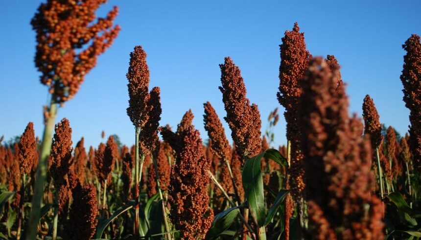 Balance de campaña: el sorgo creció 16% y alcanzó casi 3 millones de toneladas