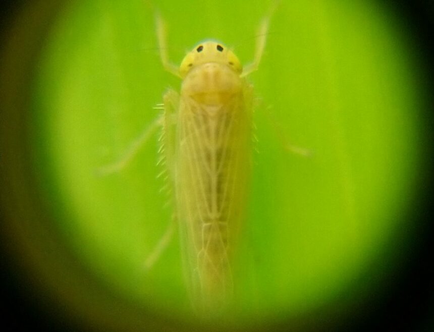 Buenas noticias: la chicharrita del maíz retrocede en muchas regiones del país