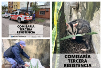 RESISTENCIA: Inusual Aparición De Una Comadreja Sorprendió A Vecinos De Villa Centenario