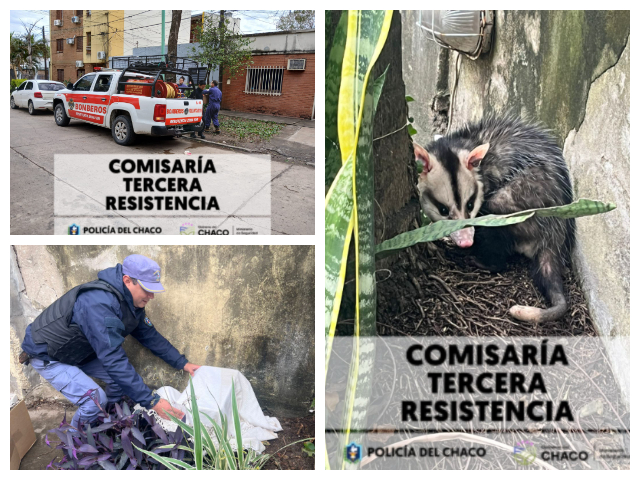 RESISTENCIA: Inusual Aparición De Una Comadreja Sorprendió A Vecinos De Villa Centenario