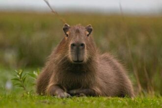 Cómo se vería un carpincho si fuera un jugador de la selección, según la Inteligencia Artificial