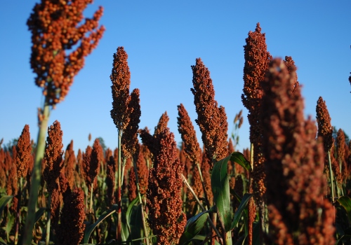 Concluyó la campaña de sorgo granífero con una producción final de 3,1 millones de toneladas