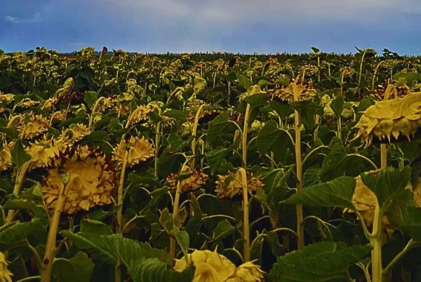 Cuáles son las estrategias y avances para una producción sostenible de girasol en Argentina