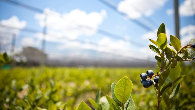 El Senasa brindó detalles sobre cómo aplica la información fitosanitaria para la prevención de plagas