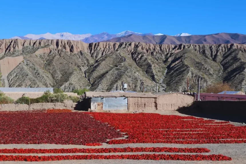 El pimentón salteño del Valle Calchaquí ya tiene sello de origen