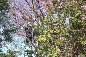 RESISTENCIA: Rescatan A Un Gato Que Quedó Atrapado En La Altura De Un Árbol