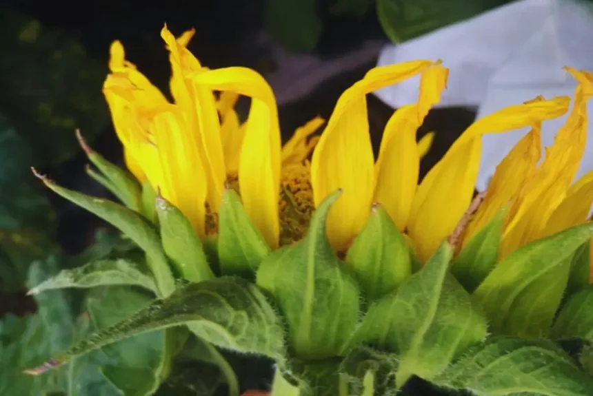 La campaña de girasol inició con un avance de siembra del 7,2% respecto al área proyectada