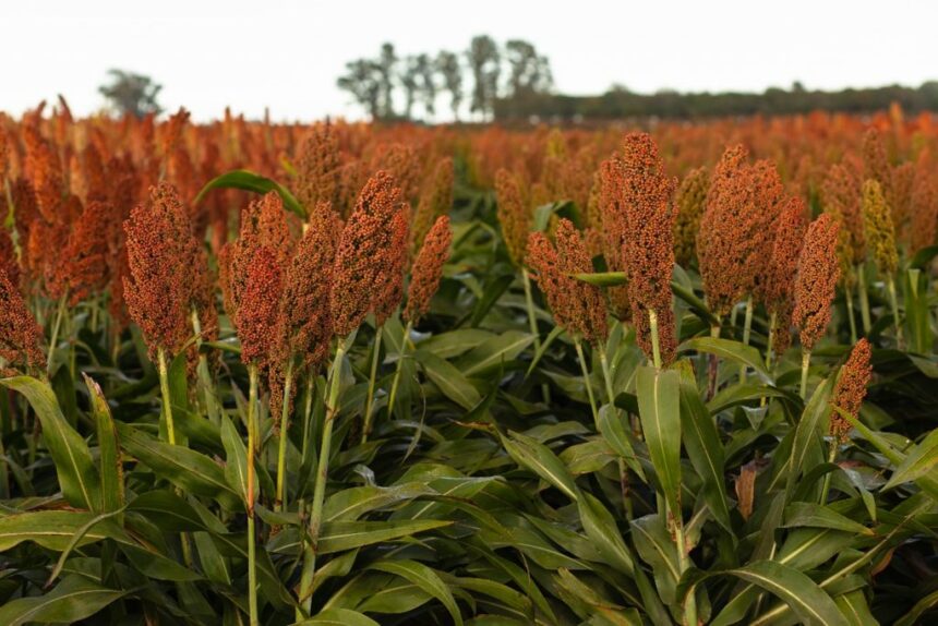 Las lluvias mejoran las expectativas para el trigo y el sorgo sorprende con un aumento en la producción
