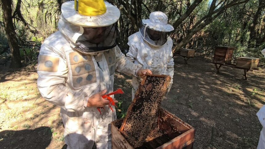 Producción: Recomendaciones Para La Prevención Del Pequeño Escarabajo De Las Colmenas
